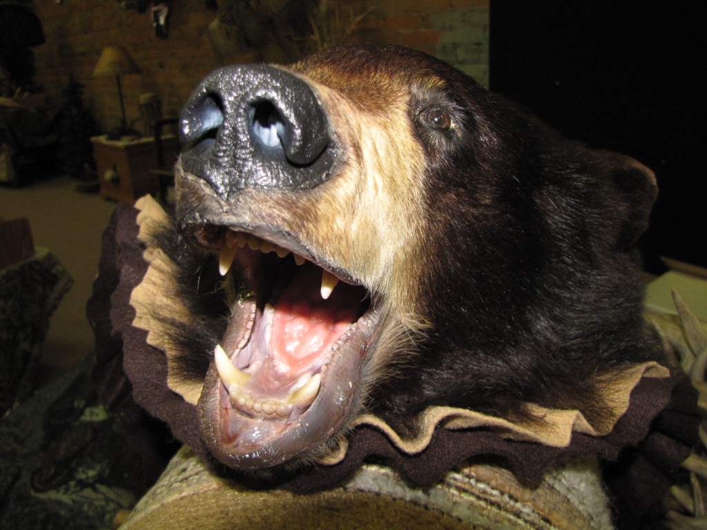 Bear Rug Mount Dan's Wildlife Creations Taxidermy Studio