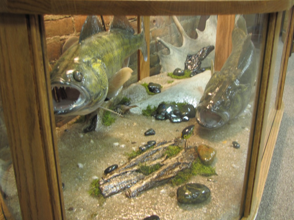 Coffee Table Fish Mount Dan's Wildlife Creations Taxidermy Studio