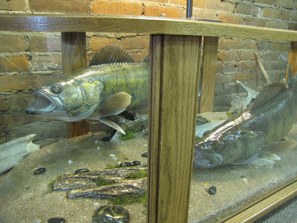 Coffee Table Fish Mount Dan's Wildlife Creations Taxidermy Studio