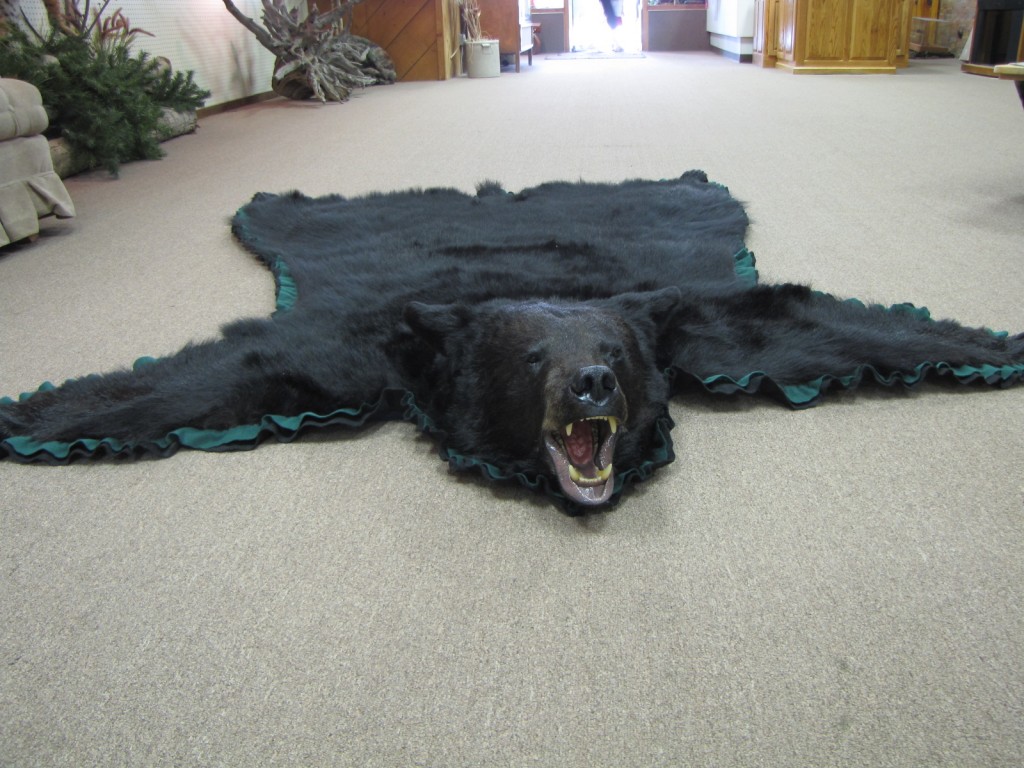 Bear Rug Mount Dan's Wildlife Creations Taxidermy Studio