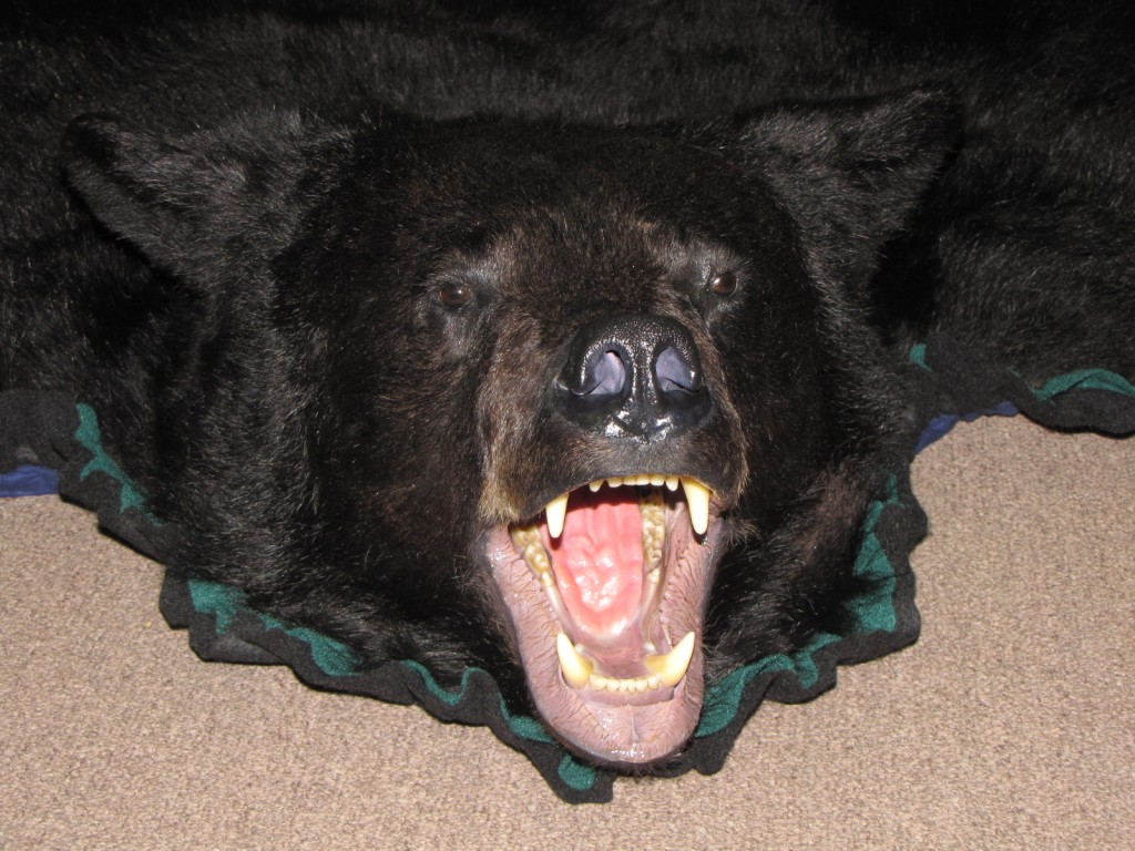 Bear Rug Mount Dan's Wildlife Creations Taxidermy Studio