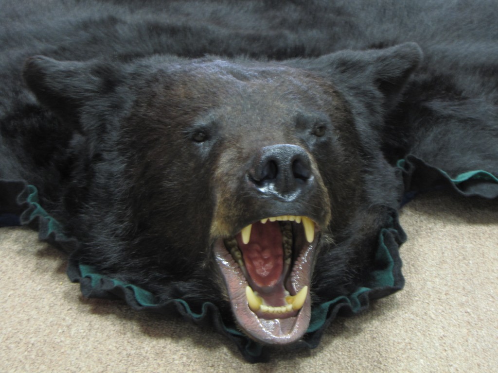 bear rugs for living room
