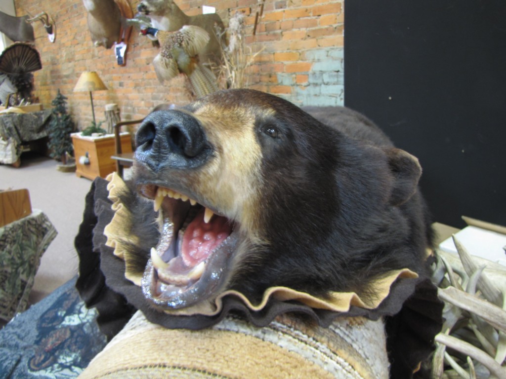 Bear Rug Mount Dan's Wildlife Creations Taxidermy Studio